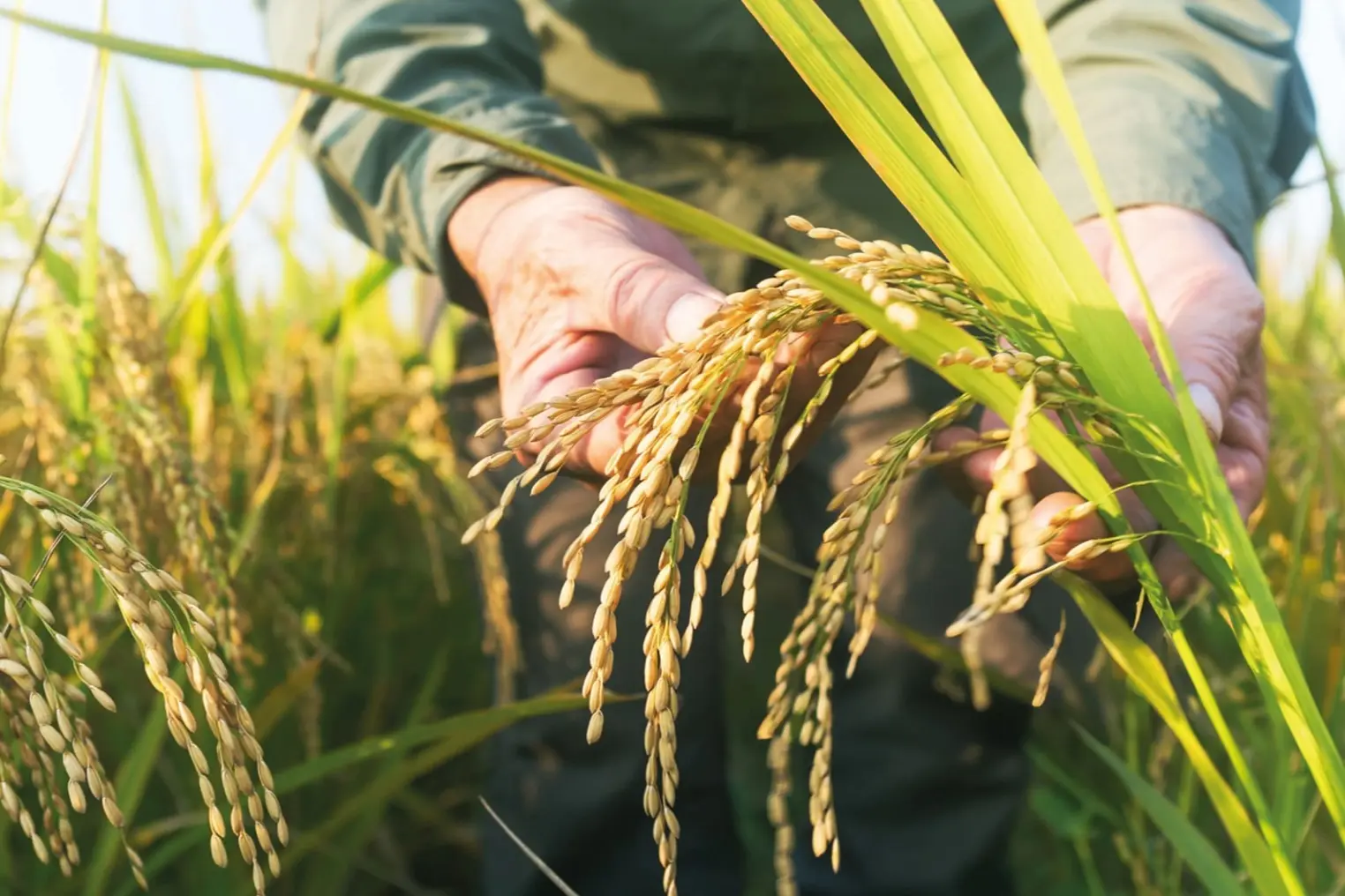 Edirne’de Çeltik Zirvesi: “Beyaz Altın” Dünya Gündeminde